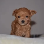 Toy Poodle Yavru Micro
