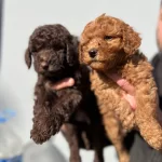 Micro Toypoodle Yavrular