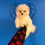 Irk Garantili Pomeranian Boo Bebekler