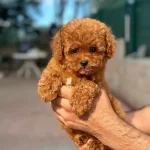 Sevecen Poodle Yavrularımız