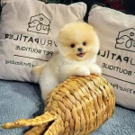 Yavru Patiler Farkı