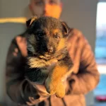 Üst Kalite Alman Kurdu Yavrularım