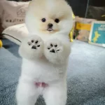 Safkan Pomeranian Boo Yavrularımız