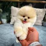 Turkiyenin Her Yerine Aynı Gun Gonderim