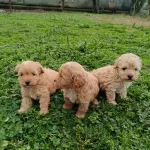 Poodle Ayarında Maltipoo Bebekler