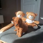 Kore Irk Toy Poodle Yavrular