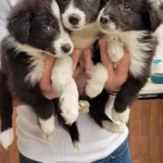 Safkan Irk Garantili Border Colie Yavruları