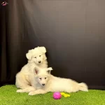 Beyaz Alman Kurdu Yavruları