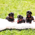 Kızıl Ve Siyah Doberman Yavrularım