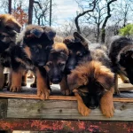 Dusuk Bel Show Kalite Alman Kurdu Yavrularım