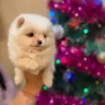 Baldan Tatlı Boo Yavruları