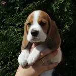 Irk Ve Sağlık Garantili Beagle Bebeklerim