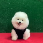 Saglık Ve Irk Garantili Boo Yavrularım