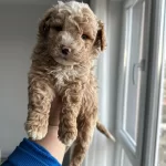 Safkan Maltipo Bebeklerimiz