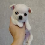 Teacup Cep Boy Chihuahua Bebeklerim