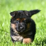 Dusuk Bel Alman Kurdu Yavrularım