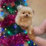 Ayı Surat Pomeranian Boo Bebeklerimiz