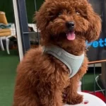 Tooy Poodle Kırmızı Red