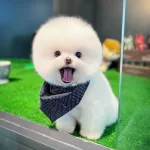 Yavru Patiler Farkı Ile Mutlu Yavrular