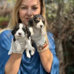 Efsane Beagle Yavrularımız