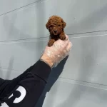 Red Browne Gercek Toy Poodle Bebeklerimiz