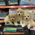 Bu Yavruları Görmeden Karar Vermeyin