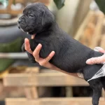 Muhtesem Anatomiye Sahip Cane Corso Yavrularım