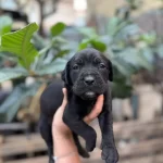 Blue Ve Siyah Hazır Corso Yavrular