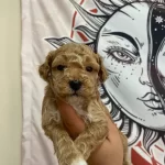 F2 Maltipoo Bebeklerimiz