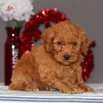 Tooy Poodle Kızıl Kıpkırmızı Yavrumuz
