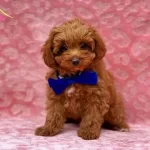 Tooy Poodle Cinsi Yavrular