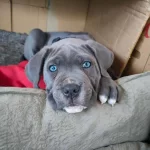 Tohumluk Babadan Tohumluk Cane Corsolar