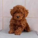 Tooy Poodle Red Braw