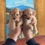 Minnos Surat Apricot Maltipoo Bebeklerimiz