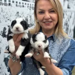 Efsane Mukemmel Border Collie Yavrularımız