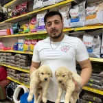 Golden Retriever Bebeklerimiz