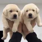 Mukkemmel Irk Kalitesinden Labrador Yavru