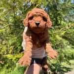 Red Browne Cok Ozel Toy Poodle Bebeklerimiz