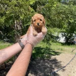 Tea Cup Toy Poodle Bebeklerimiz