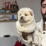 Turkiyenin En Buyuk Chow Chow Ciftliginden Yavrular