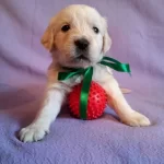 Baby Face Irk Ve Sağlık Garantili Golden Retriever