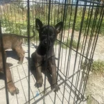 Koyu Maske A Kali̇te Mali̇nos Yavrular