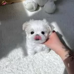 Teacup Boy Kore Basik Burun Yavrularımiz