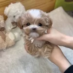 Korean Baby Face Teacup Yavrularımız