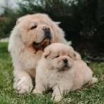 Ayı Surat Chow Chow Cin Aslanı Yavrularım