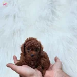 Redbrovn Toy Poodle Yavrularımizz