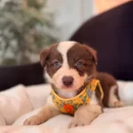 Dunyanın En Zeki Irkı Kızıl Border Collie Yavrularım