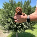 Tea Cup Red Browne Poodle Yavrularımiz