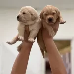 Sevimli Golden Retriever Yavrular