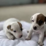 Kısa Bacak Jack Russell